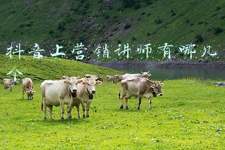 抖音上营销讲师有哪几个