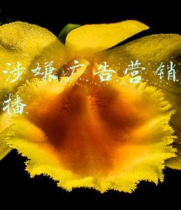 抖音涉嫌广告营销何时能直播