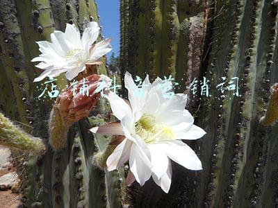 店铺抖音营销词 店铺抖音营销词