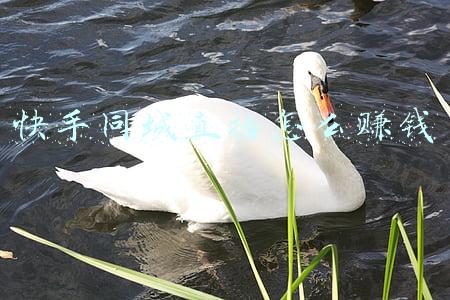 快手同城直播怎么赚钱