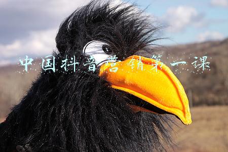 中国抖音营销第一课