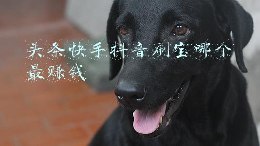 头条快手抖音刷宝哪个最赚钱