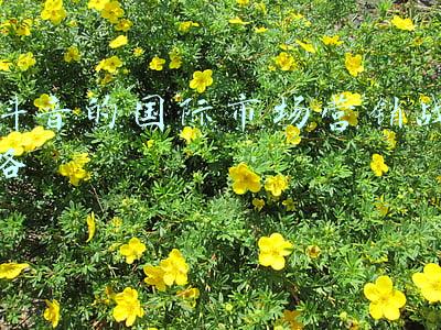 抖音的目标市场营销战略(抖音核心内容运营策略)