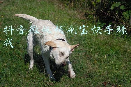抖音微视频刷宝快手赚钱