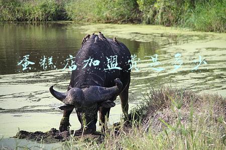 蛋糕 加盟费；米奇蛋糕加盟费