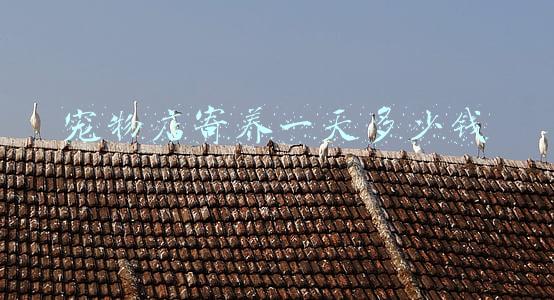 把猫放宠物店寄养一天多少钱，把猫放宠物店寄养一天多少钱开封