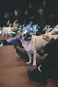 罗永浩直播带货一年赚几个亿