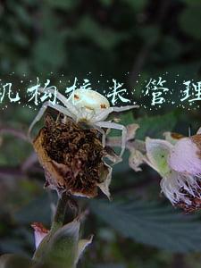 培训机构运营校长职责(培训机构\u0026lt;\u0026lt;校长标准化手册\u0026gt;\u0026gt;)