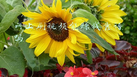 网上刷视频能赚钱靠谱吗