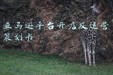 亚马逊平台开店及运营策划书