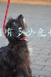 中国的免税店;中国的免税店都在哪几个城市