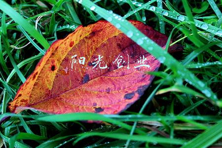 阳光创业