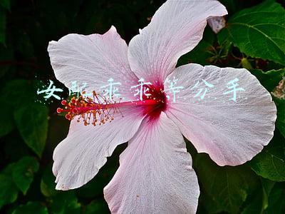 女配乖乖等分手