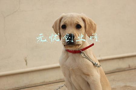 创业伙伴网(如何寻找创业伙伴)