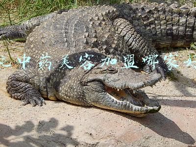 纯中药美容加盟哪家好