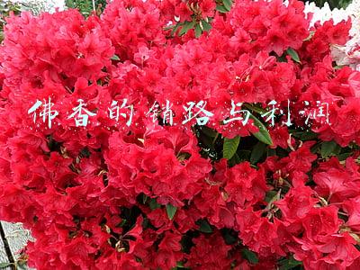 佛香(梵音悠悠，佛香袅袅，冬日普陀，待君前来)
