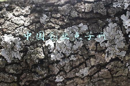 创业项目 点子网(42个团队亮出创业“金点子”)