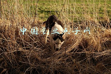 中国青年创业网(创业者需要了解哪些法律知识？)