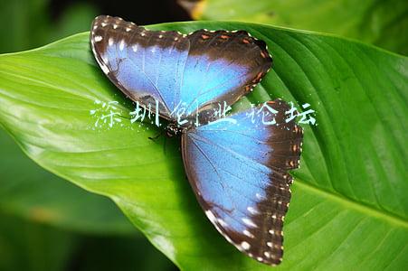 深圳创业论坛网(10大创新项目同场PK！北大汇丰-剑桥嘉治全球创新创业大赛总决赛上演巅峰对决)