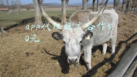 赚钱的app推广代理(短视频营销软件如何做推广？如何做代理？)