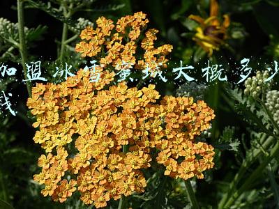 加盟蜜雪冰城要多少钱(蜜雪冰城2022加盟费用/条件/流程公布！蜜雪冰城费用利润实时更新)