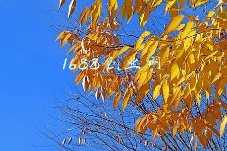 1688创业网-首页(1688旺铺，6种主要经营模式解析（批发篇）)