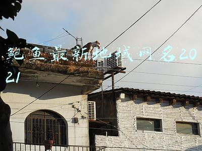 鲍鱼最新地域网名2021