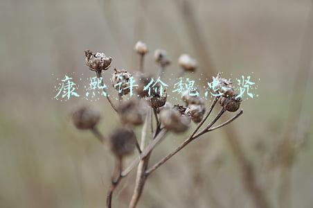 康熙评价日本人(各国著名领导人评价日本这个小国)