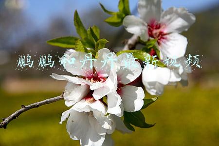 鹏鹏和丹丹最新视频