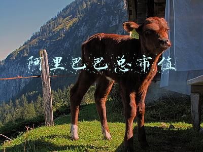 阿里巴巴总市值