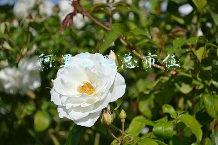 阿里巴巴总市值