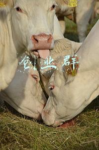 创业群