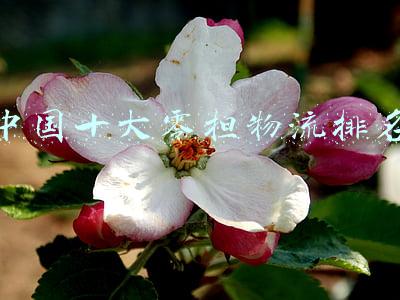 零担物流软件(快运APP大比拼，安吉、德邦、安能等谁是信息化技术的领头羊？)