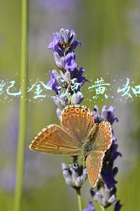 世纪金源黄如论2020(不畏官司多！黄如论上阵父子兵，世纪金源服务IPO艰难)