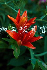 代加工项目官网