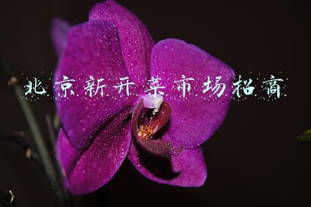 北京新开菜市场招商