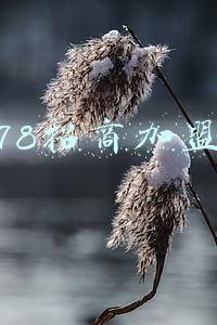 78招商加盟网怎么投广告(又一券商年终大考交卷！招商证券去年净利润同比增长22%，高层变动持续)