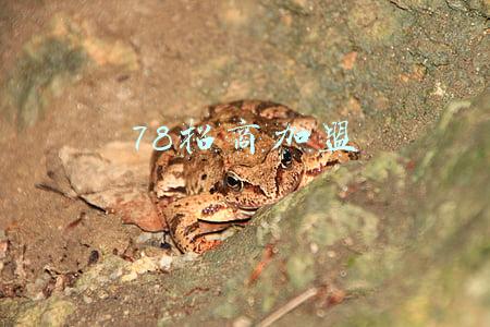 78招商加盟免费发布信息的有哪些(与恒大好心分手后，同策好房获新城数亿元战略入股)