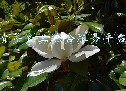 青年创业综合服务平台