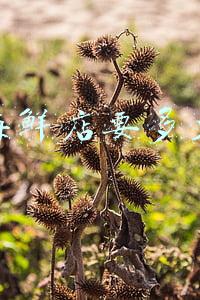 开小海鲜店投资多少，开小海鲜店投资多少营业执照怎么办