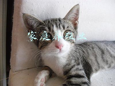 家庭养殖业
