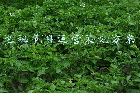 电视节目运营策划方案