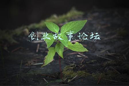 创业者故事(普通人郭章伟的“不普通”：十年创业 用木料撑起理想)