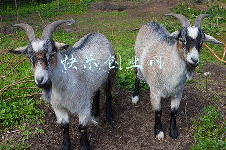 创业青年网(教育部：近五年高校毕业生共有创业大学生54.1万人)