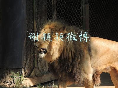 谢颖颖微博