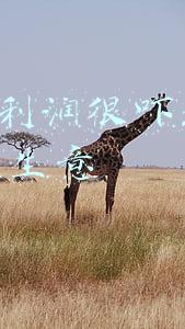 2021利润很吓人的冷门生意