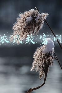 农民致富网站(“农民想致富，咱得帮一把”)