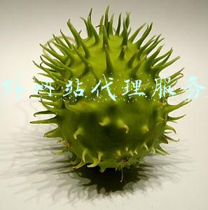 国外网站代理服务器