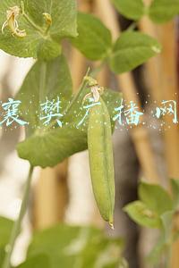 襄樊广播网