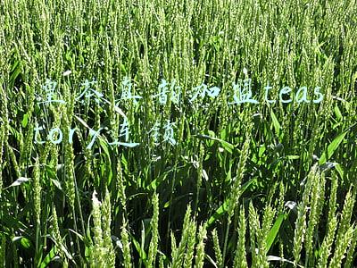 royaltea皇茶怎么加盟连锁店(他，19岁创业，被资本踢出局，公司靠卖奶茶估值上百亿，凭啥？)